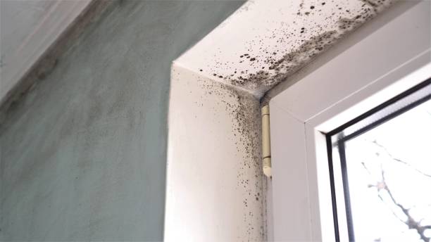 Best Residential Mold Removal  in Exeter, CA
