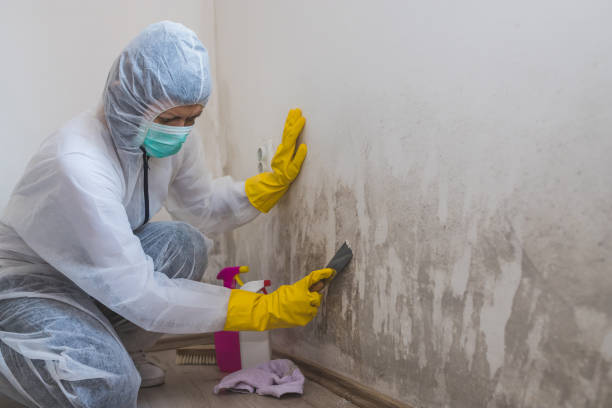 Best Mold Damage Repair  in Exeter, CA