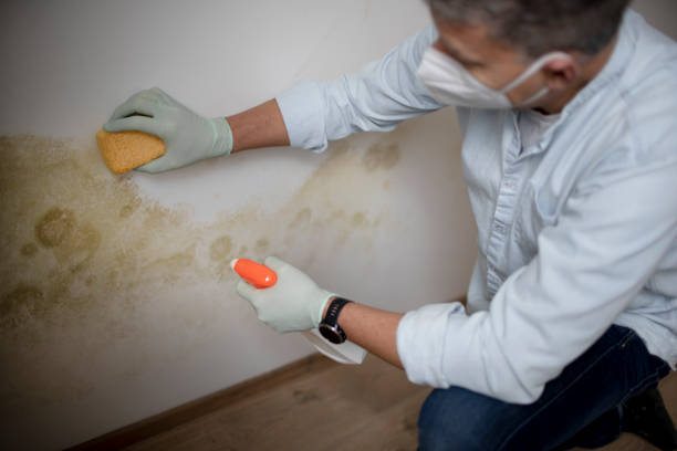 Best Certified Mold Removal  in Exeter, CA