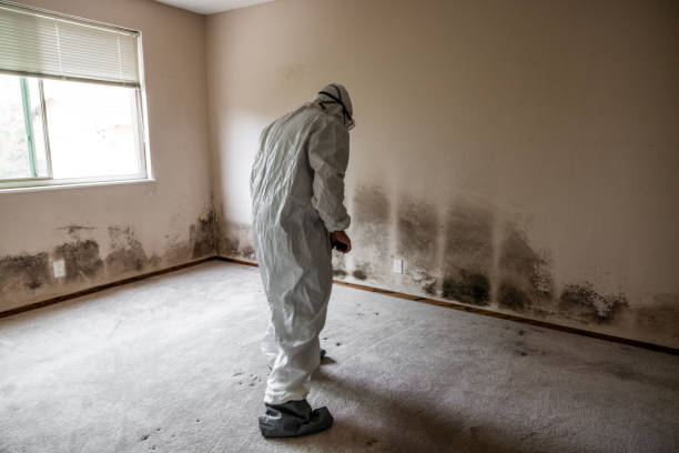 Best Mold Cleaning Services  in Exeter, CA