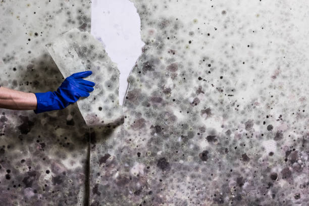 Best Office Mold Removal Services  in Exeter, CA