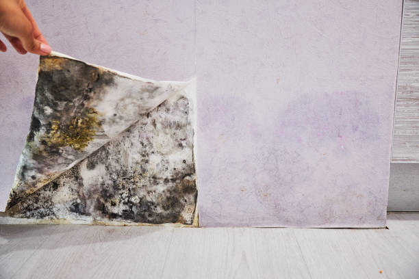Exeter, CA Mold Removal Company